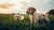 When Can Puppies Have Dog Food? Your Complete Guide to Feeding Transitions