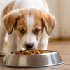 When Can Puppies Have Dry Dog Food? Your Comprehensive Guide to Puppy Nutrition