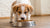 When Can Puppies Have Dry Dog Food? Your Comprehensive Guide to Puppy Nutrition