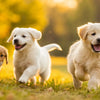 When Can Puppies Start Eating Adult Dog Food? A Comprehensive Guide for Pet Parents