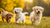 When Can Puppies Start Eating Adult Dog Food? A Comprehensive Guide for Pet Parents