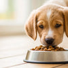 When Can Puppies Start Eating Dry Dog Food? A Comprehensive Guide