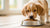 When Can Puppies Start Eating Dry Dog Food? A Comprehensive Guide
