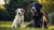 When Can Puppies Start Eating Hard Dog Food? A Comprehensive Guide for New Dog Owners