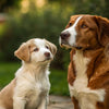 When Can Puppies Start Eating Regular Dog Food? Your Comprehensive Guide to the Transition