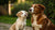 When Can Puppies Start Eating Regular Dog Food? Your Comprehensive Guide to the Transition