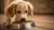 When Can Puppies Start Eating Soft Dog Food: A Comprehensive Guide for New Dog Owners