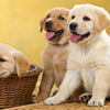 When Can Puppies Start Eating Wet Dog Food? Understanding Puppy Feeding Stages
