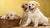 When Can Puppies Start Eating Wet Dog Food? Understanding Puppy Feeding Stages