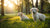 When Can Puppies Switch to Adult Dog Food: A Comprehensive Guide for Pet Owners