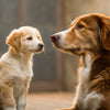 When Can Puppies Switch to Dog Food: A Comprehensive Guide For Pet Owners