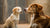 When Can Puppies Switch to Dog Food: A Comprehensive Guide For Pet Owners