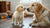 When Can Puppies Transition to Adult Dog Food: A Comprehensive Guide for Pet Parents