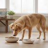 When Can You Feed a Puppy Adult Dog Food? Understanding the Transition