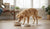 When Can You Feed a Puppy Adult Dog Food? Understanding the Transition