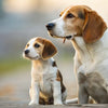 When Can You Feed a Puppy Regular Dog Food? A Complete Guide for Pet Parents