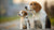When Can You Feed a Puppy Regular Dog Food? A Complete Guide for Pet Parents