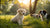 When Can You Feed Puppies Wet Dog Food? A Comprehensive Guide to Puppy Nutrition
