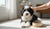 When Can You Give a Dog Adult Food? A Comprehensive Guide for Pet Parents-141415710959