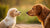 When Can You Give a Puppy Adult Dog Food? A Comprehensive Guide
