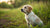 When Can You Give a Puppy Dog Food? A Comprehensive Guide