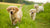 When Can You Give Puppies Dry Dog Food? A Comprehensive Guide for Pet Owners