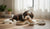 When Can You Start Feeding Dogs Adult Food: A Comprehensive Guide for Pet Owners-141415284975