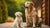 When Can You Start Feeding Puppies Dog Food? A Comprehensive Guide for New Pet Owners