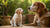 When Can You Start Feeding Your Puppy Dog Food? A Comprehensive Guide