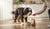 When Can You Start Giving Your Dog Adult Food? A Comprehensive Guide for Pet Parents-141419938031
