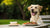 When Can You Stop Feeding Your Dog Puppy Food? A Comprehensive Guide