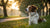 When Can You Switch a Dog from Puppy Food: A Comprehensive Guide for Dog Owners