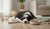 When Can You Switch a Dog to Adult Food? A Comprehensive Guide for Pet Parents-141420265711