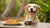 When Can You Switch from Puppy Food to Dog Food? A Comprehensive Guide