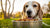 When Can You Switch From Puppy to Dog Food? A Comprehensive Guide