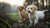 When Can You Switch Puppies to Dog Food: A Comprehensive Guide for Pet Owners