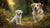 When Can You Switch Puppy to Adult Dog Food? Your Comprehensive Guide-141099139311