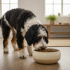 When Can You Switch to Adult Dog Food: A Comprehensive Guide