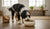 When Can You Switch to Adult Dog Food: A Comprehensive Guide-141415153903