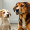 When Can You Switch Your Puppy to Adult Dog Food? Understanding the Right Time for Healthy Nutrition