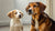 When Can You Switch Your Puppy to Adult Dog Food? Understanding the Right Time for Healthy Nutrition