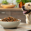 When Did Grain Free Dog Food Come Out? Understanding Its Rise and Current Considerations