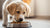 When Do Dogs Eat Solid Food? A Comprehensive Guide to Weaning Your Puppy