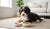 When Do Dogs Go from Puppy Food to Adult Food?-141420298479