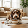 When Do Dogs Move to Adult Food? A Comprehensive Guide to Transitioning Your Pup