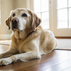 When Do Dogs Need Senior Food: A Comprehensive Guide