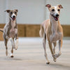 When Do Dogs Need Teeth Cleaned? Understanding Your Dog's Dental Health