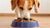 When Do Dogs Start Eating Adult Food? A Comprehensive Guide