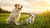 When Do Dogs Switch from Puppy Food to Adult Food: A Comprehensive Guide