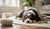 When Do Dogs Switch to Adult Food? A Guide for Dog Owners-141419839727